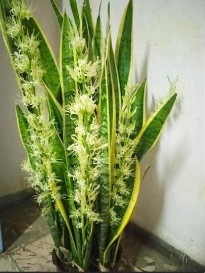 虎尾蘭會開花嗎|虎尾蘭開花好嗎？教你如何讓室內植物開花帶來好運和。